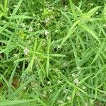 Oldenlandia lancifolia Листок