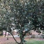 Quercus ilex Ліст