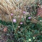 Knautia collina Blüte