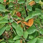 Amelanchier canadensis Leaf