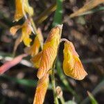 Rhynchosia minima Flower