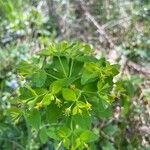 Euphorbia carniolica Folha