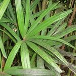 Rhapis excelsa Hostoa