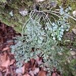 Asplenium ruta-muraria Blad