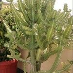 Euphorbia lactea Kora