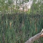 Typha orientalis Elinympäristö