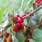 Cornus masFruit