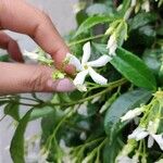 Trachelospermum jasminoides Floro