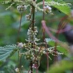 Cuscuta europaea Natur