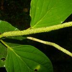 Piper crassinervium Leaf