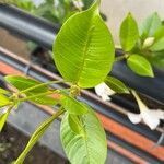 Mandevilla boliviensis Leaf