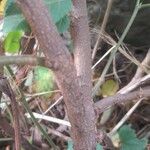 Melochia nodiflora Corteza