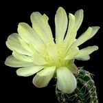 Gymnocalycium andreae Flower