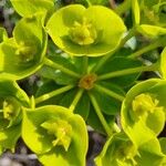 Euphorbia seguieriana फूल
