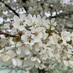 Prunus avium Květ
