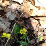 Viola rotundifolia 整株植物