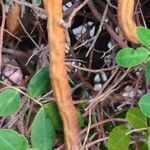 Senna bicapsularis Fruit