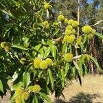 Castanea crenata Φρούτο