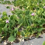 Canavalia rosea Vivejo