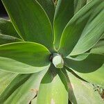 Agave attenuataLeht