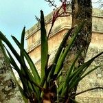 Aechmea distichantha Leaf