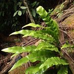Microsorum punctatum Blatt