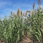 Arundo donax Агульны выгляд