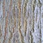 Quercus cerris 樹皮
