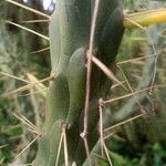 Austrocylindropuntia cylindrica Bark