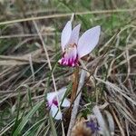 Cyclamen hederifoliumFloare