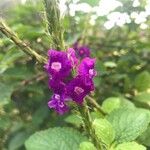 Stachytarpheta frantzii Flower