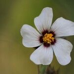 Sida linifolia Blüte