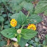 Lantana camaraFiore