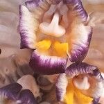 Cistanche violacea Flower