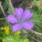 Geranium × oxonianum Flower