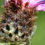 Centaurea decipiens Flor