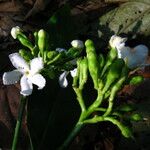 Tabernaemontana brachyantha Květ