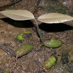 Garcinia dulcis Fruto