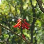Erythrina amazonica Çiçek
