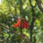 Erythrina amazonica Fleur