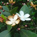 Clusia criuva Flor