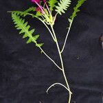 Pedicularis megalantha Habit