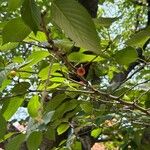 Prunus × yedoensis Blad