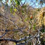 Gymnema sylvestre Flor