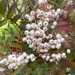 Sorbus koehneana Fruit