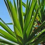 Yucca aloifolia Blatt