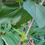 Ficus palmata Blad