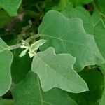 Solanum tettense Leaf