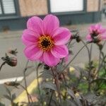 Dahlia merckii Flower