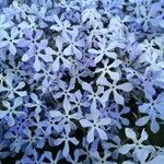 Phlox divaricata Floro